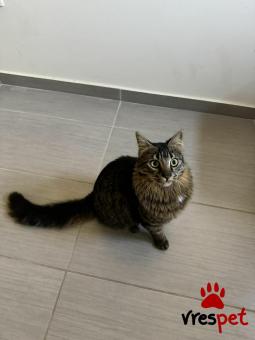 Ράτσα: Άγνωστο - Ημίαιμο | Ηλικία: 8 μηνών | Φύλο: Αρσενικό | Αρ. Microchip: - | Περιοχή: Νέα Σμύρνη, Αττική